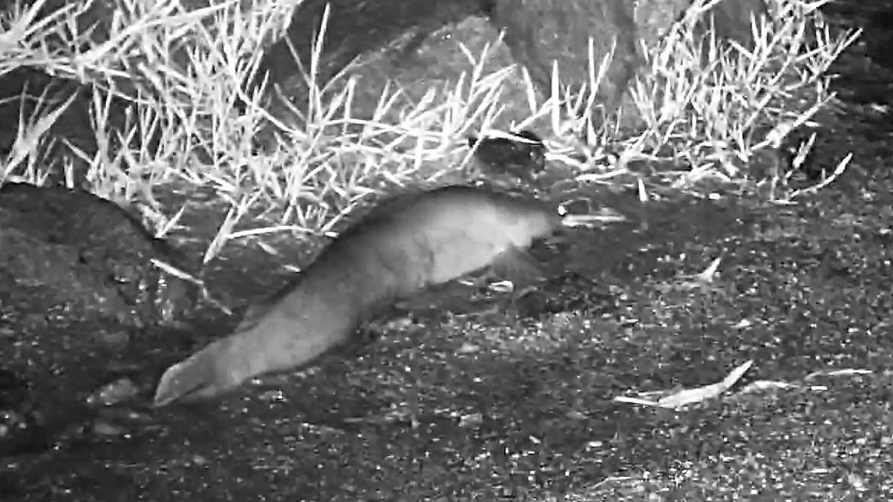 Landgang-Welse-verlassen-zur-Nahrungssuche-das-Wasser