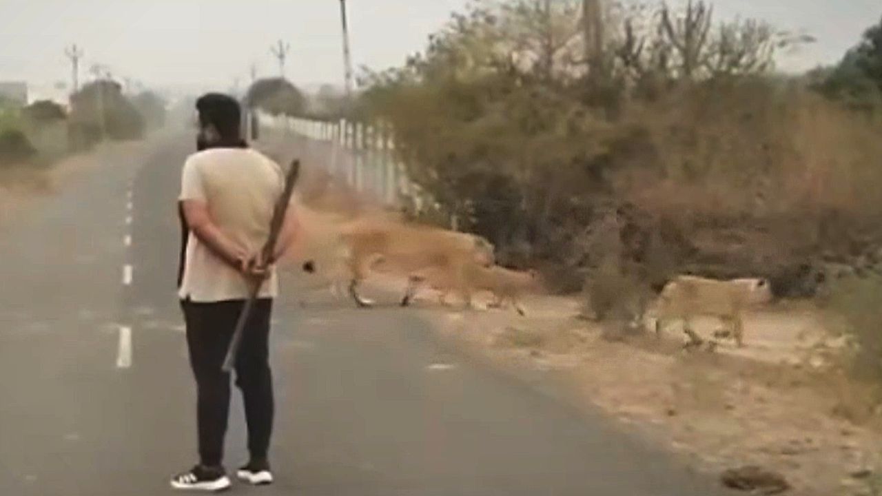 Video: Road falls silent as pride of lions crosses in India