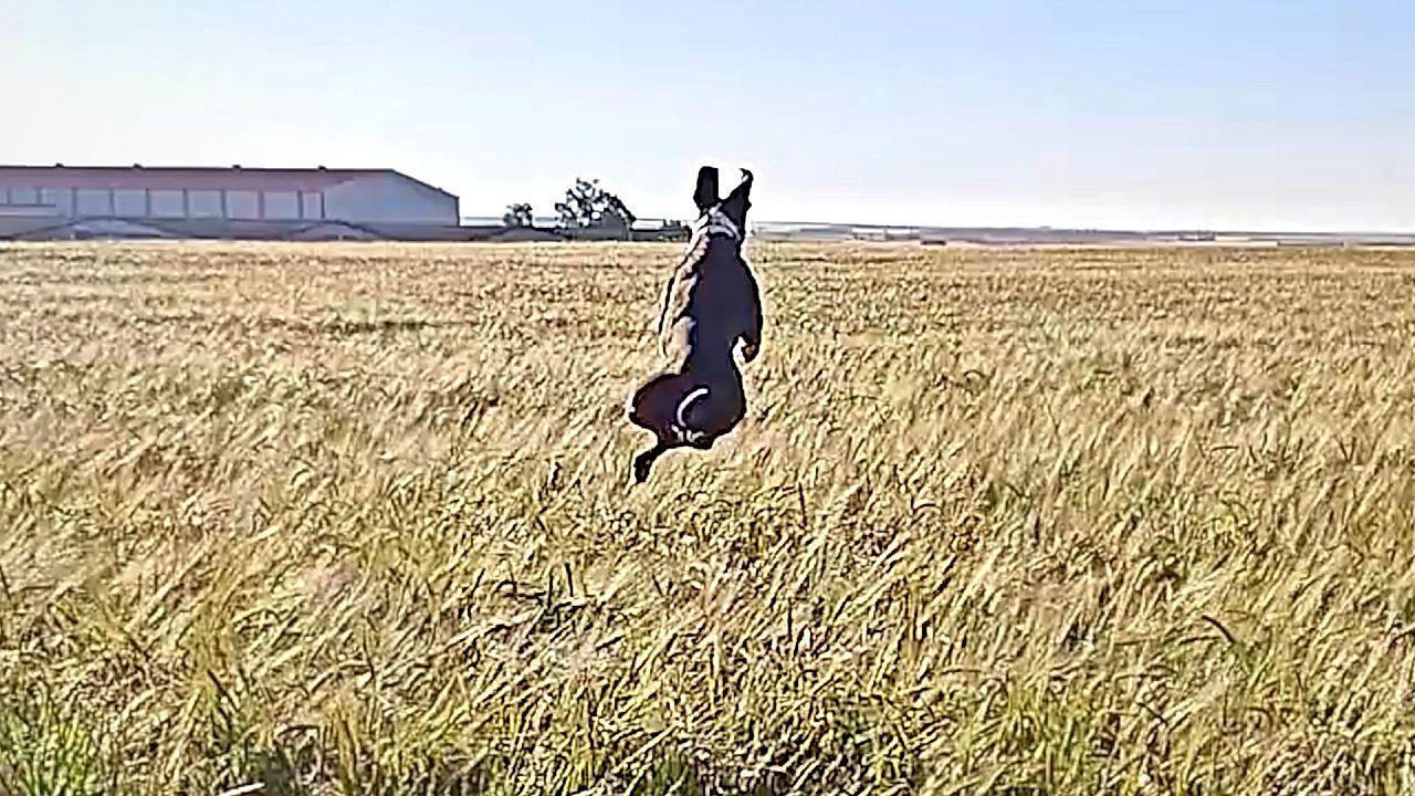 Video: Dog hilariously chases rabbit in Spanish fields