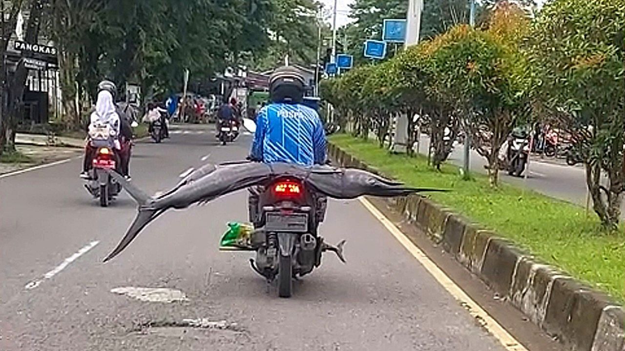 Marlin-auf-dem-R-cksitz-Rollerfahrer-transportiert-Riesenfisch