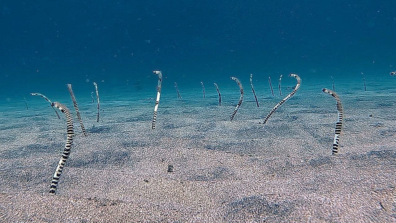 Video: Faszinierender Anblick: Röhrenaale lugen aus dem Meeresboden