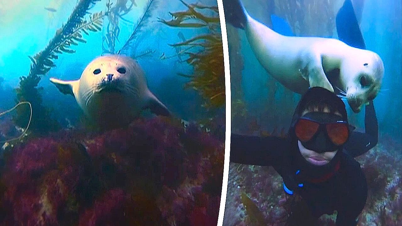 Auf-Tuchf-hlung-Wilder-Seehund-kuschelt-mit-Taucher