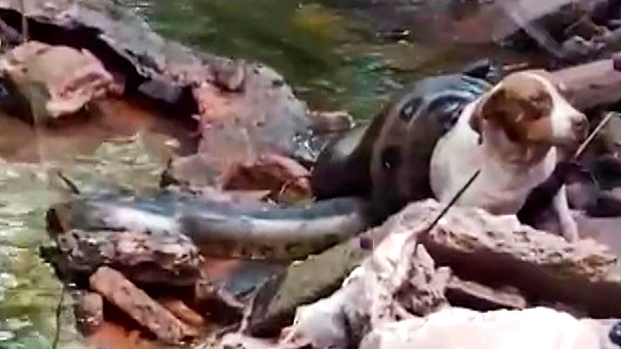Residents-race-to-free-family-dog-from-massive-anaconda-in-Brazil