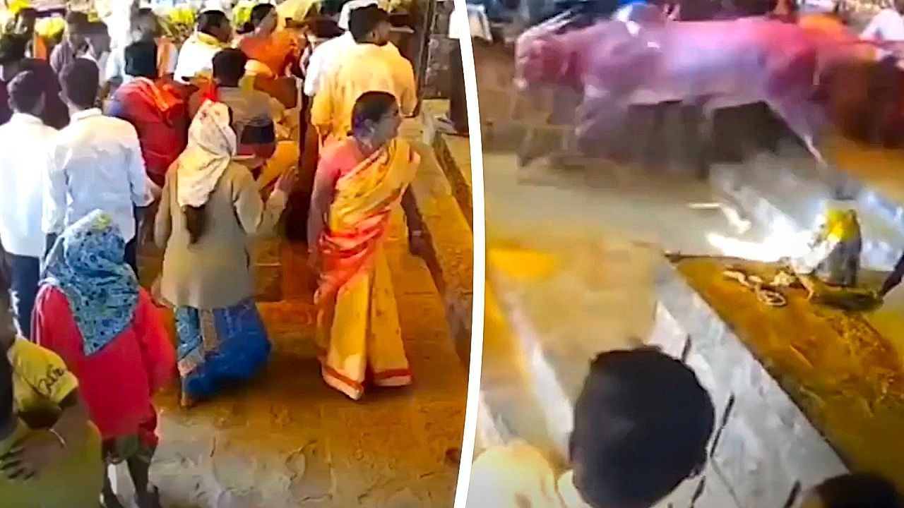 Au-er-Kontrolle-Stiere-sorgen-f-r-Chaos-in-Tempel