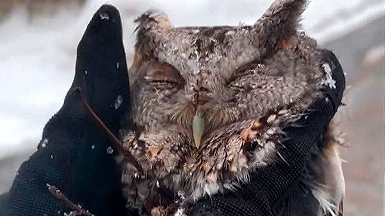 Video: Officers rescue injured owl in New York