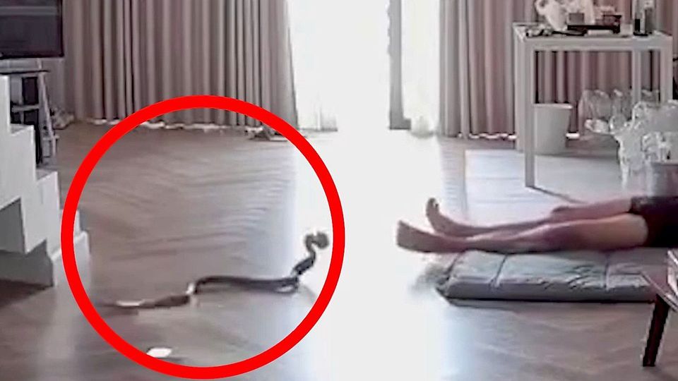 Böses Erwachen: Schlange beißt schlafenden Mann