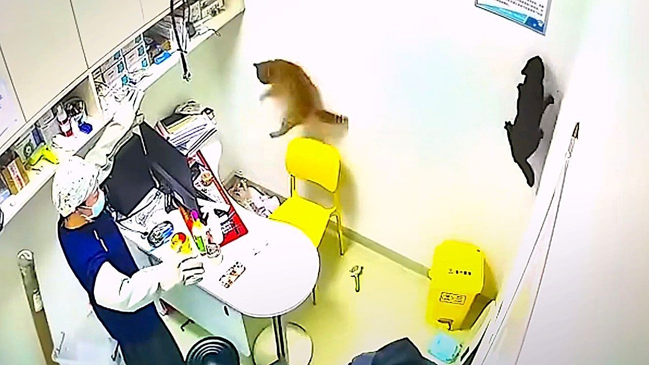 Video: Cats spark sudden chaos inside clinic workroom