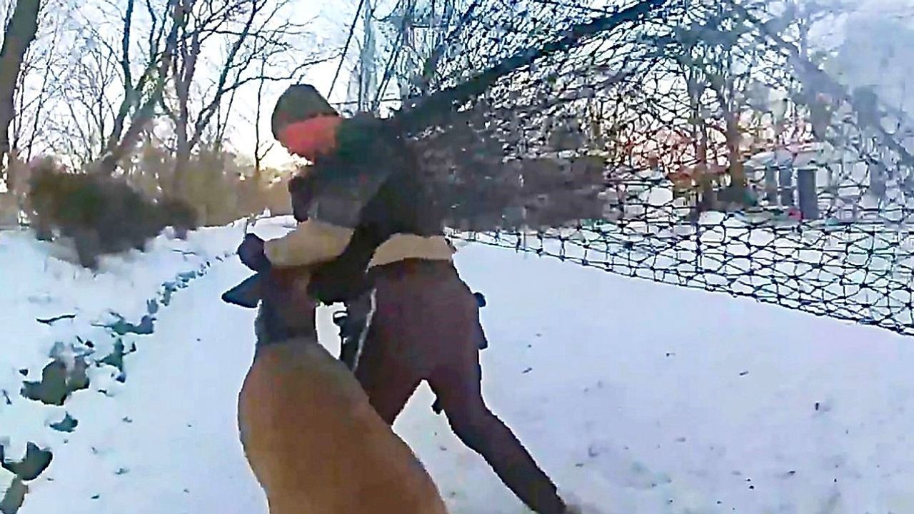Video: Hirsch hängt in Sportnetz fest – Polizist nimmt Waldbewohner in den Schwitzkasten
