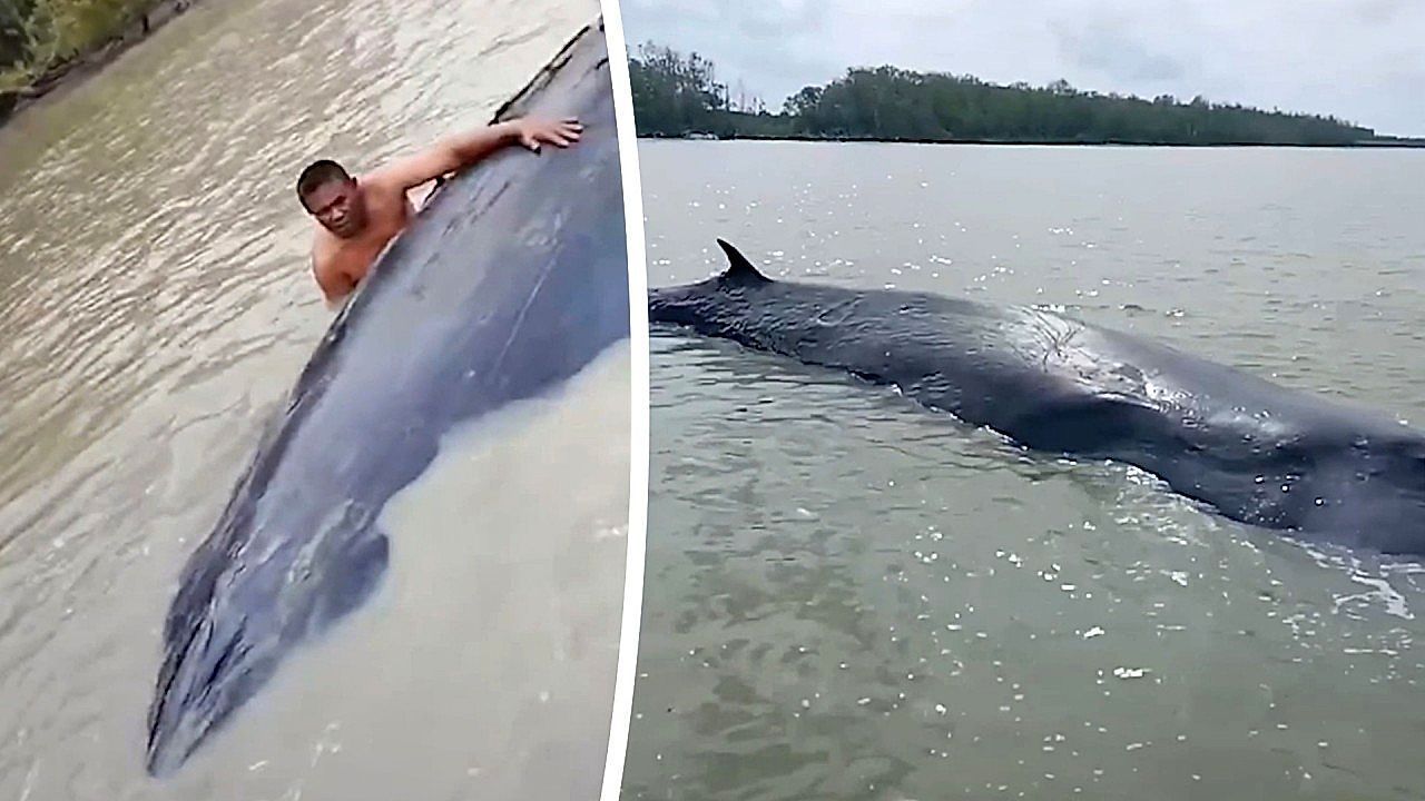 Video: Fishermen rush to save 50-ft whale stranded in shallow Indonesian waters