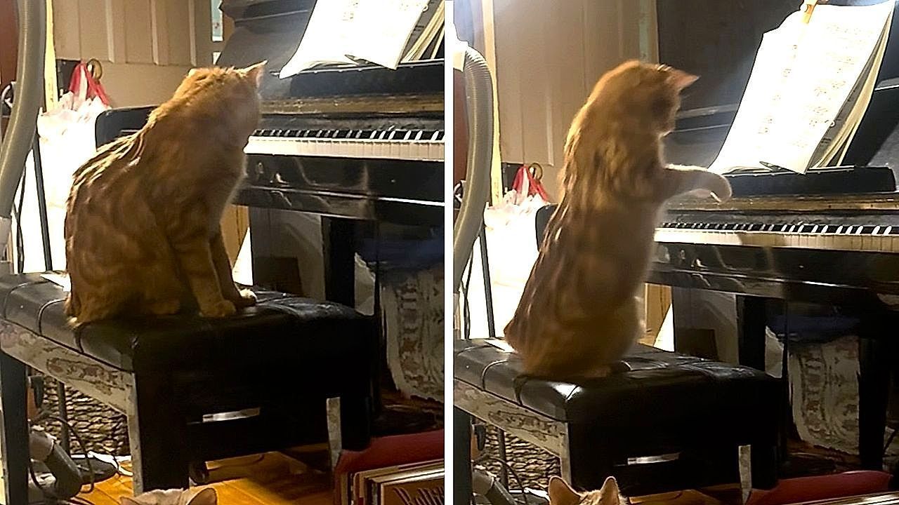 Video: Echte Katzenmusik: Kater spielt Klavier auf Kommando
