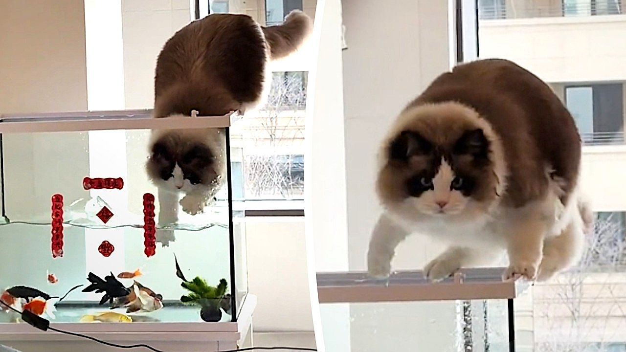 Video: Freches Haustier: Katze will Fische aus Aquarium angeln