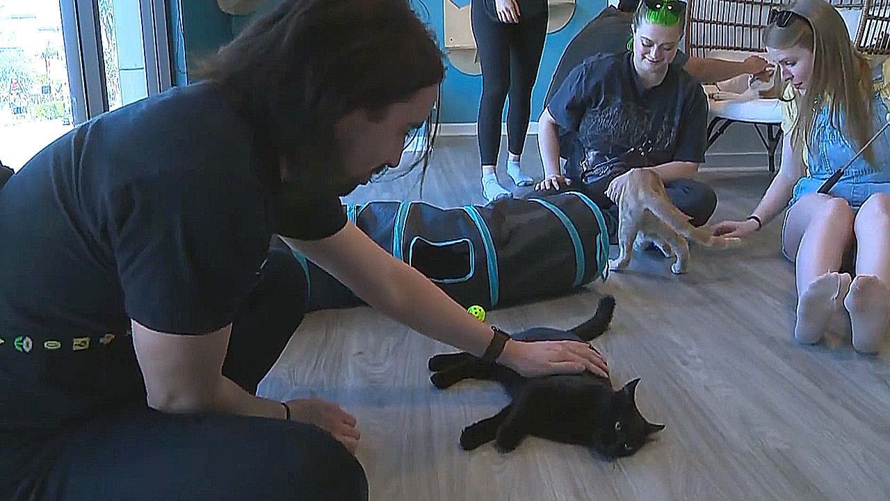 Video: Cat café re-opens in Venice Beach