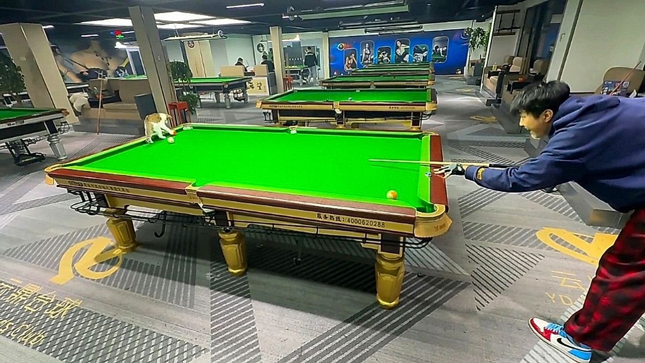 Video: Tierischer Mitspieler: Katze mischt Billardspiel in Shanghai auf