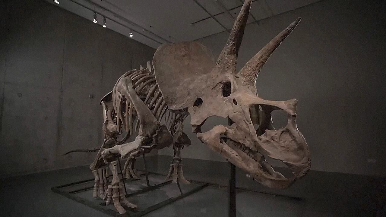 Video: Dinosaurier-Anlageboom: Triceratops soll Millionen bei Auktion einbringen
