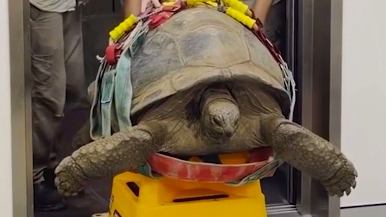 Video: Reptil beim Arzt: 109 Jahre alte Riesenschildkröte muss zum CT-Scan