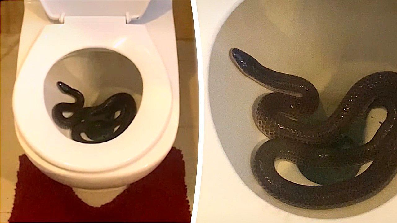 Video: Snake found curled up inside home toilet in Thailand