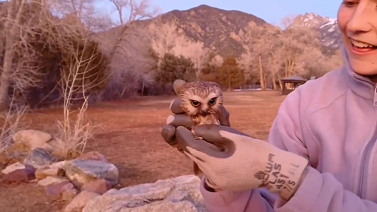 Video: Zurück in die Freiheit: Verletzte Eule fliegt wieder nach monatelanger Pflege
