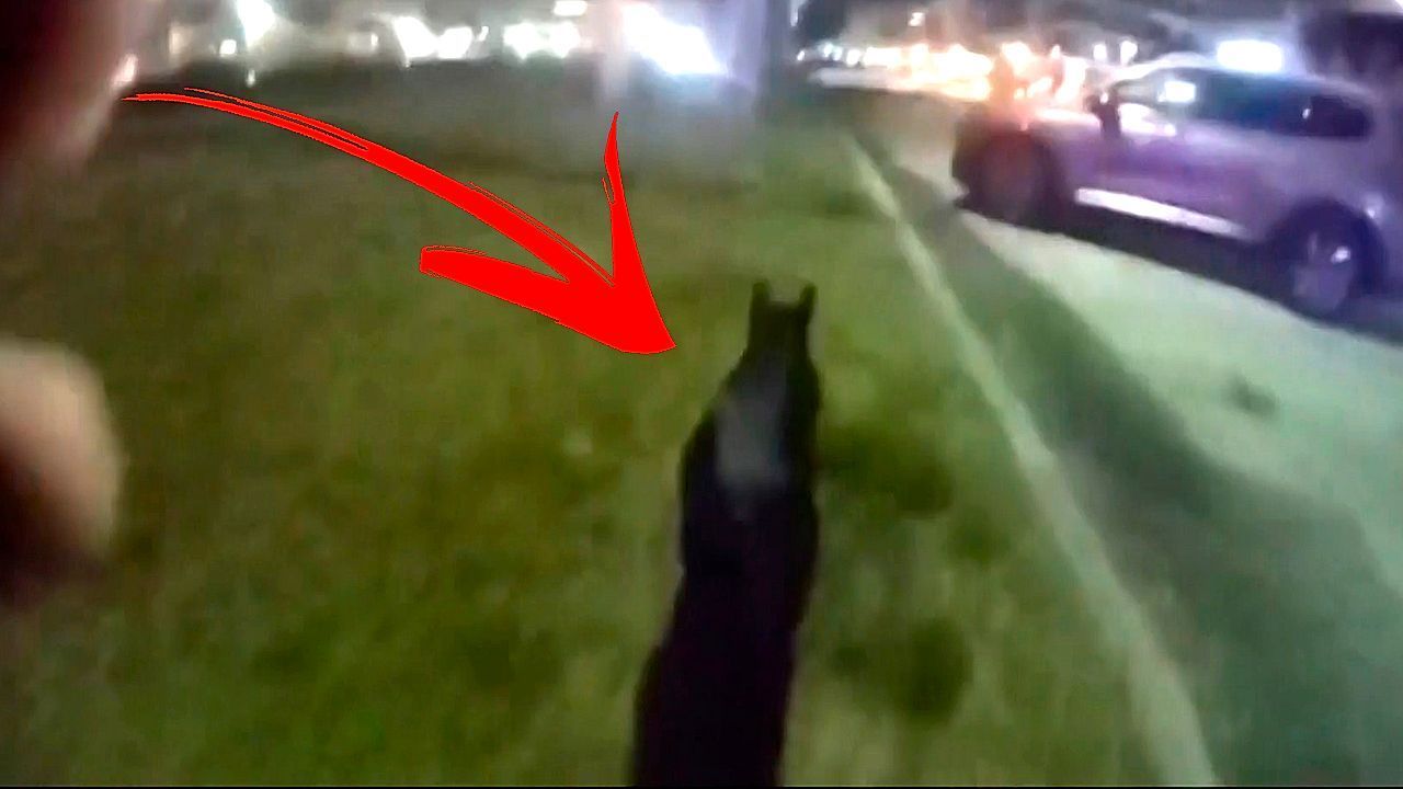 Video: Hollywoodreife Flucht: Polizei liefert sich wilde Jagd mit Schwein