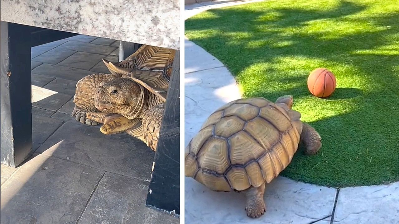 Video: Large tortoise nudges furniture during playtime in California