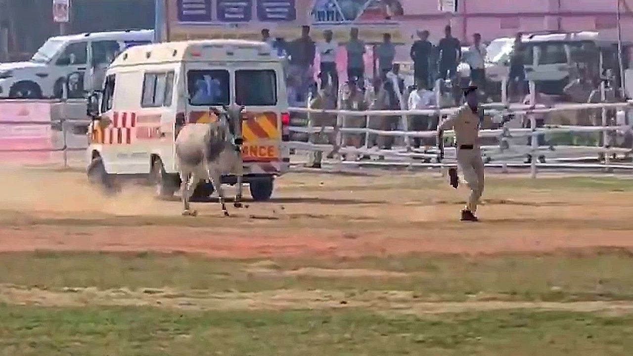 Video: Beine in die Hand genommen: Wütender Stier jagt Polizisten über Feld