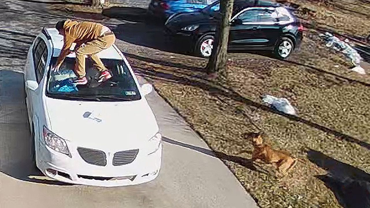 Video: Unerwartete Klettertour: Hund treibt Lieferfahrer auf Autodach