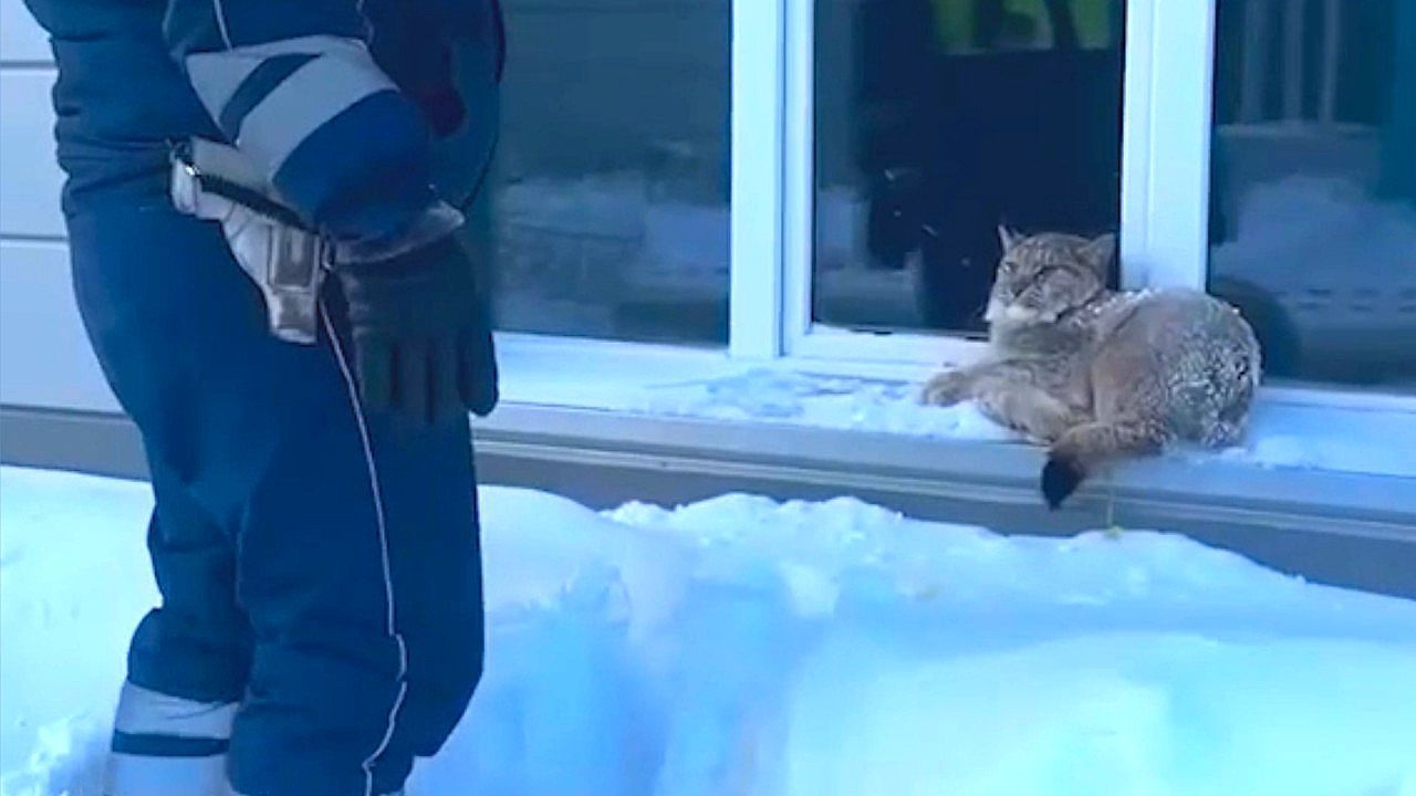 Video: Luchs im Wohngebiet gefasst: Raubkatze findet Streifenwagen sehr gemütlich