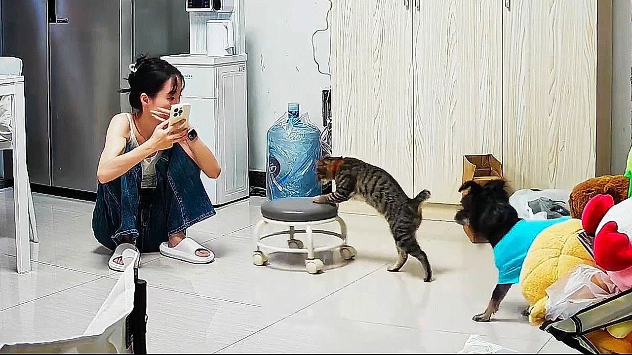 Video: Fürsorglicher Vierbeiner: Katze bringt ihrer Besitzerin einen Hocker