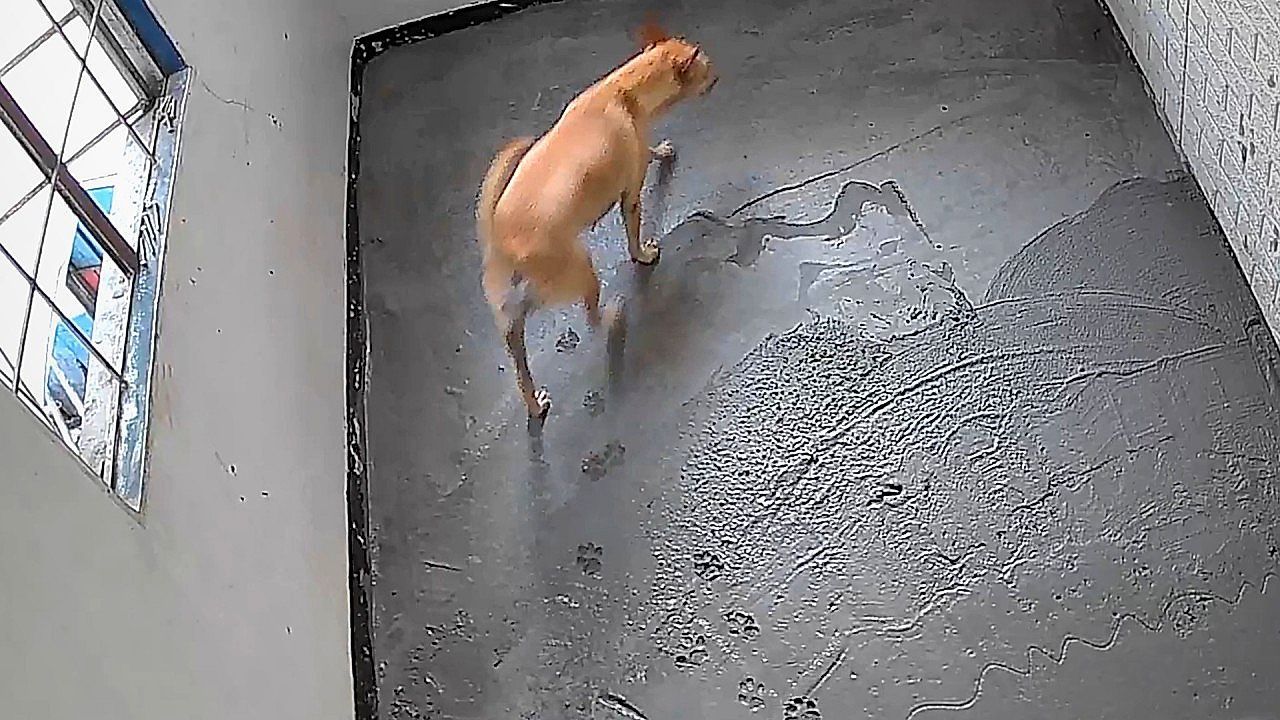 Video: A new walk of fame! Dog leaves permanent mark on freshly poured concrete