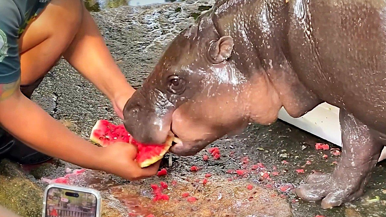 Video: Zoo animals get ice treats as temperatures hit 108°F in Thailand