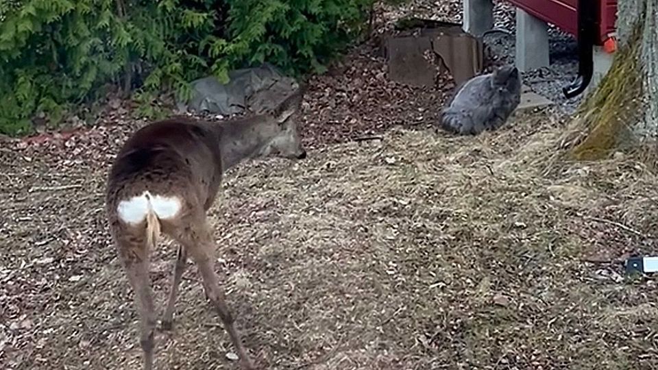 Revier ist Revier: Wütende Katze jagt Hirsch aus dem Garten