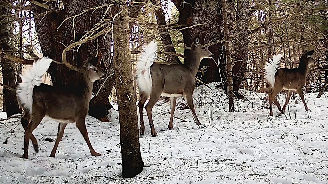 Video: Hirschfamilie spielt auf Lichtung – plötzlich erstarren die Waldbewohner