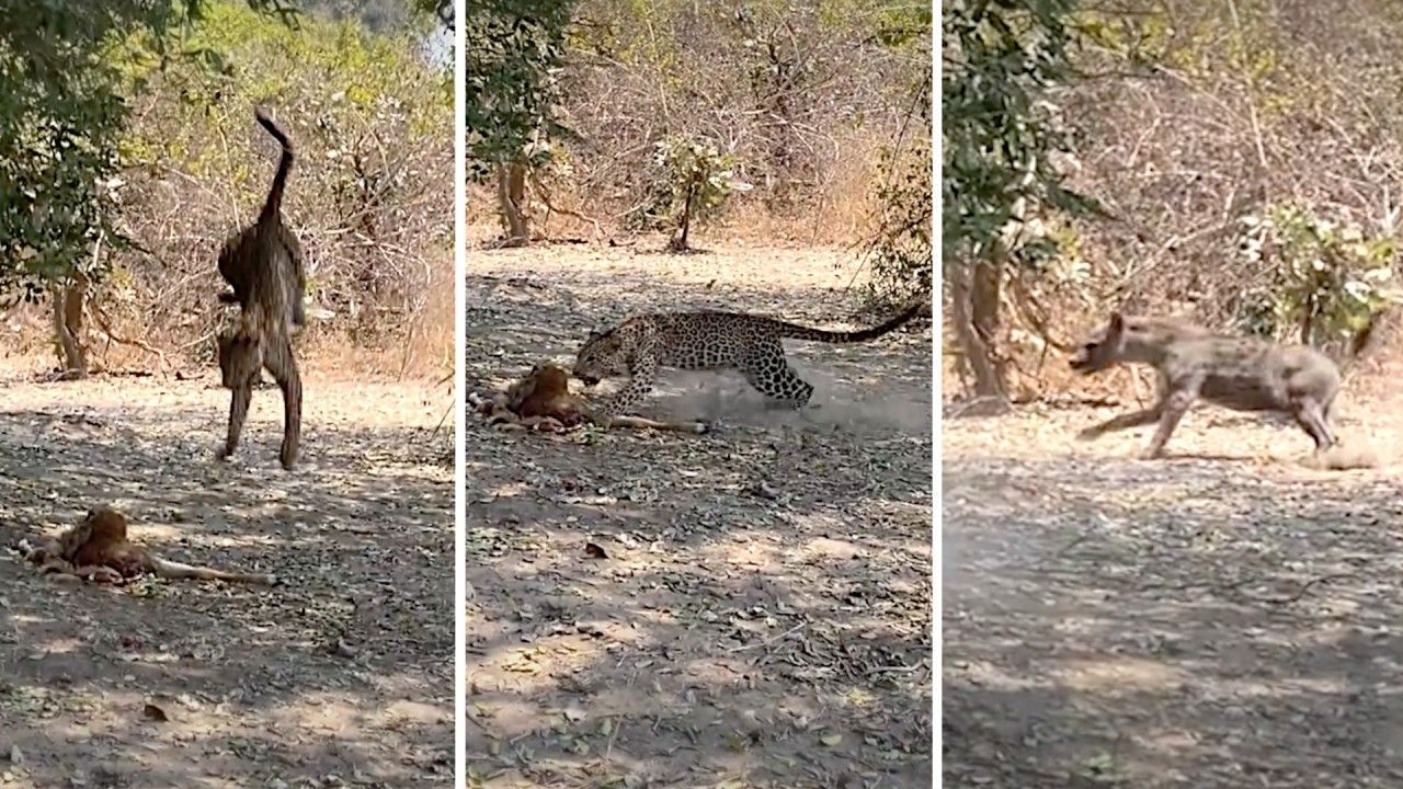 Video: Unglaublicher Satz vom Baum: Leopard springt Beute hinterher und entkommt Hyäne