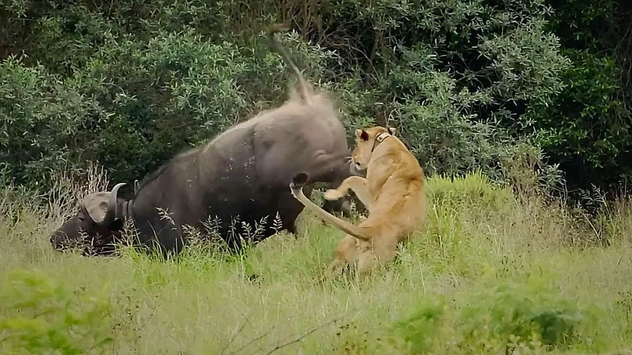Video: Angriff aus dem Hinterhalt: Löwin erlebt blaues Wunder
