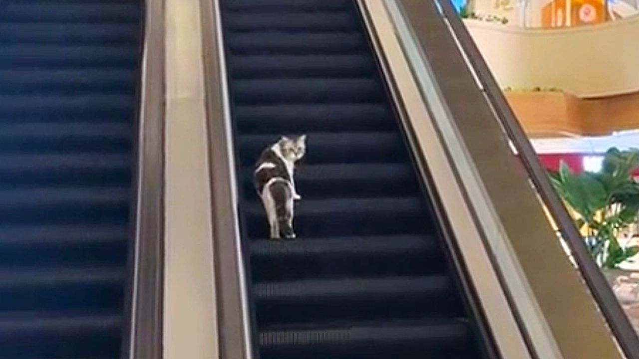 Video: Falsche Richtung: Katze nimmt nach Denkpause die richtige Rolltreppe