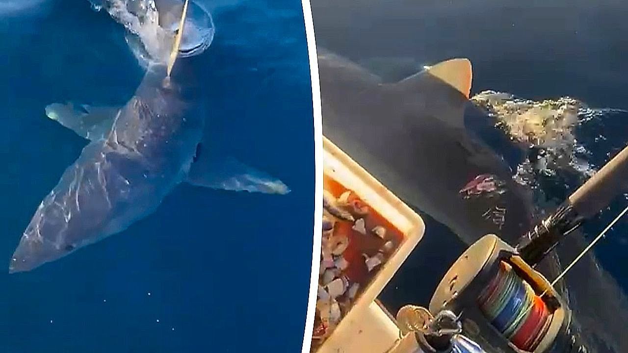 Video: Fishing trip takes sudden turn as massive shark strikes boat without warning