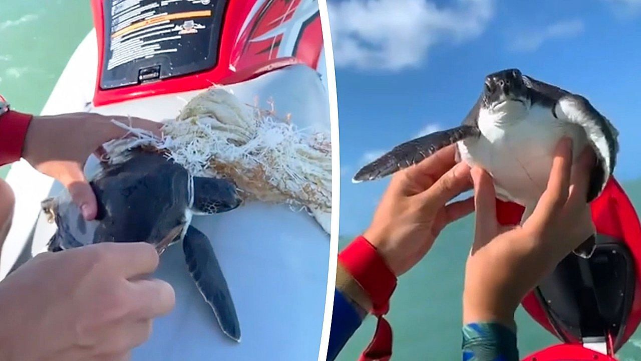 Video: Rettung im offenen Meer: Jetski-Fahrer befreit Schildkröte von Plastikmüll