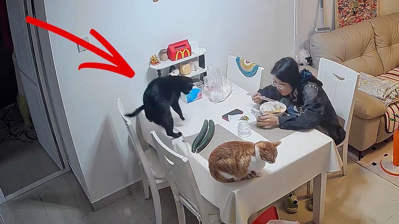 Video: Gemüse als Sicherheitssystem: Frau hält Katze mit Gurken vom Esstisch fern