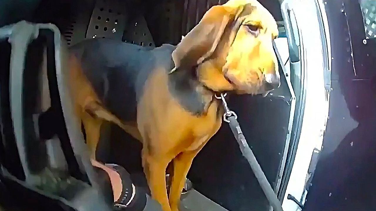 Video: K-9 finds missing 96-year-old in Florida woods