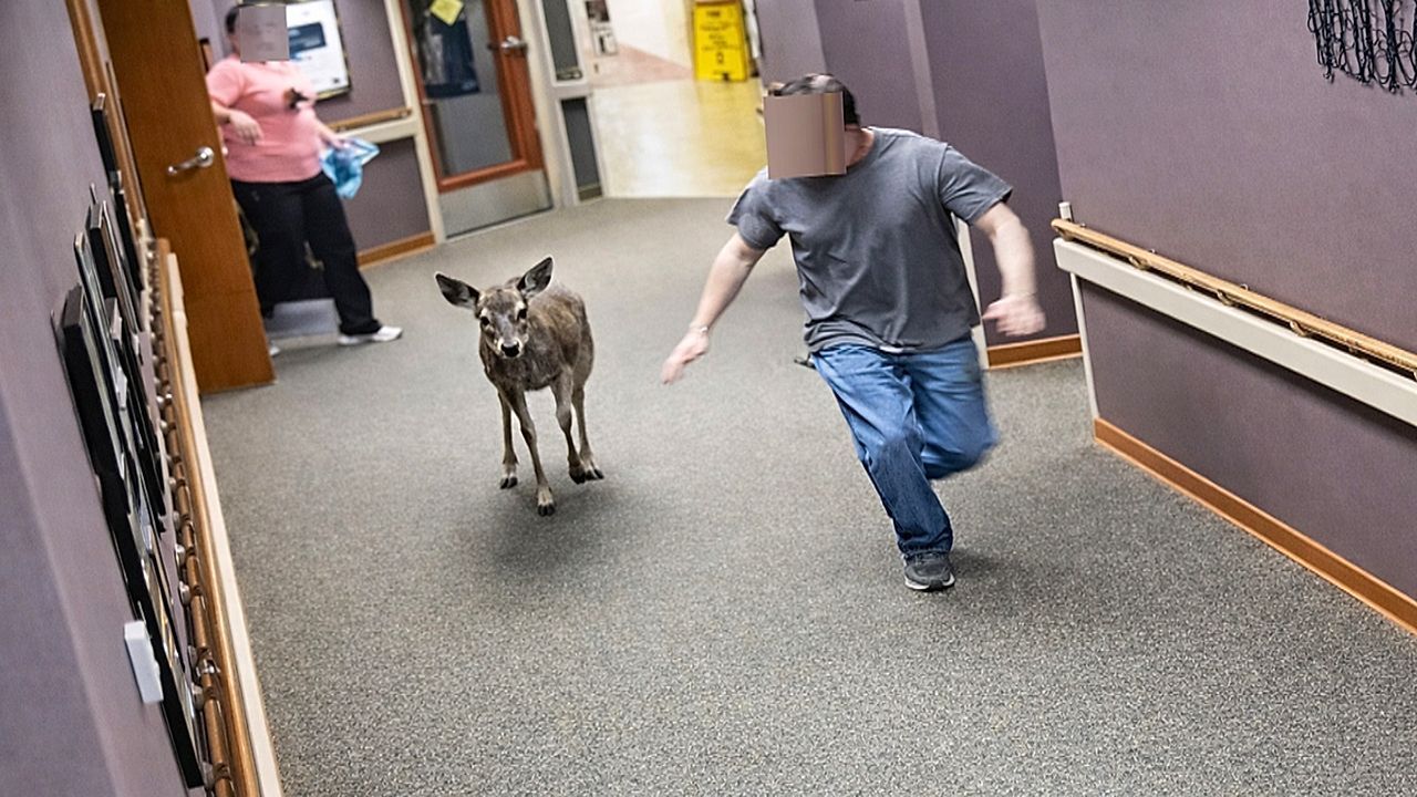 Video: Ungebetener Besucher: Hirsch sorgt in Pflegeheim in Michigan für Chaos
