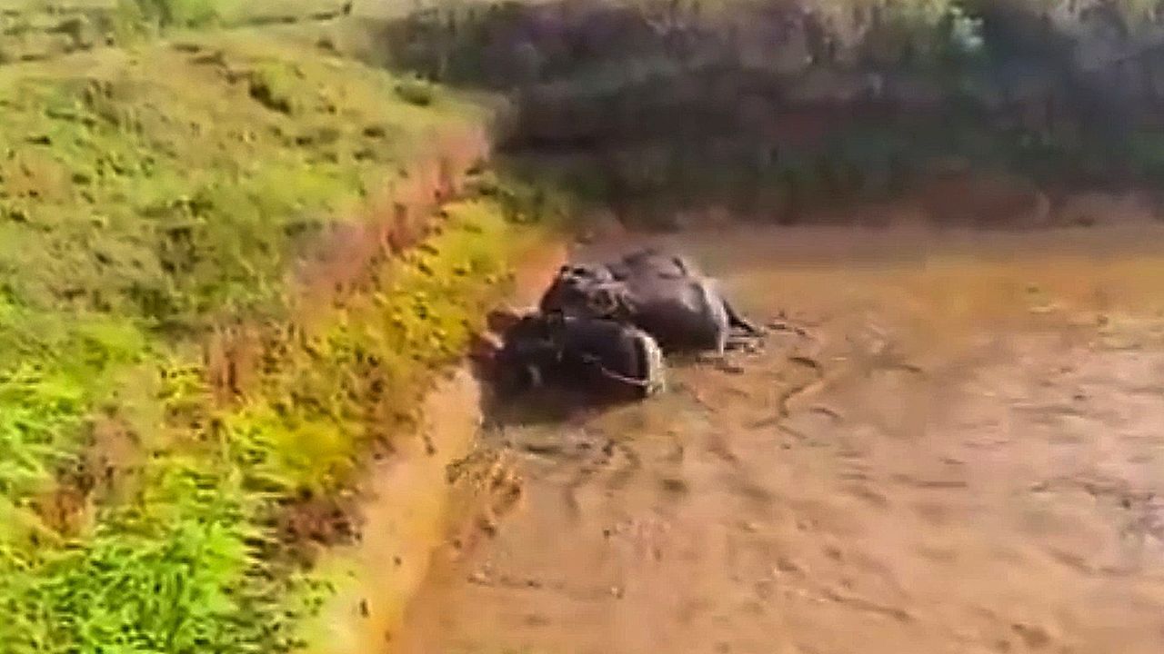 Video: Drei-Stunden-Drama: Helfer befreien Elefanten aus Wasserbecken