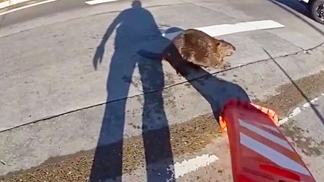 Video: Beamter wird kreativ: Polizei in Colorado vertreibt sturen Biber mit Leitkegel