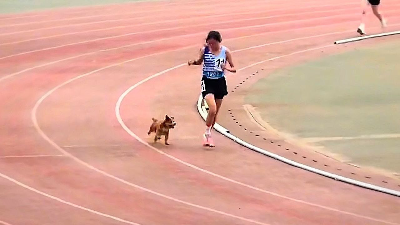 Video: Treuer Begleiter: Hund läuft mit Athletin ins Ziel
