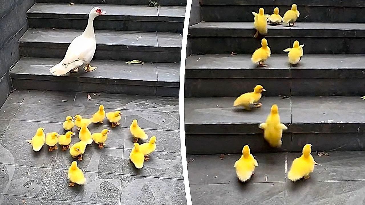Video: Nicht aufgeben: Winziges Gänseküken kämpft sich Treppe hoch