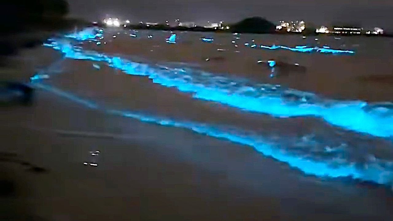Video: Meer leuchtet: Biolumineszentes Plankton taucht Japans Küste in elektrisches Blau