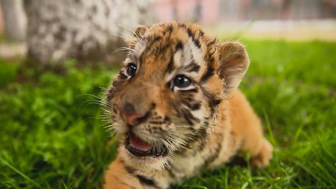Video: Nachwuchs in Hülle und Fülle: Über 30 Sibirische Tigerjungen kommen in Hailin zur Welt