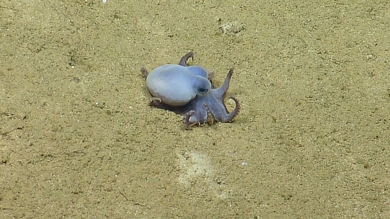 Video: Klein wie ein Golfball: Forscher entdecken neue Oktopus-Art bei den Galápagos-Inseln