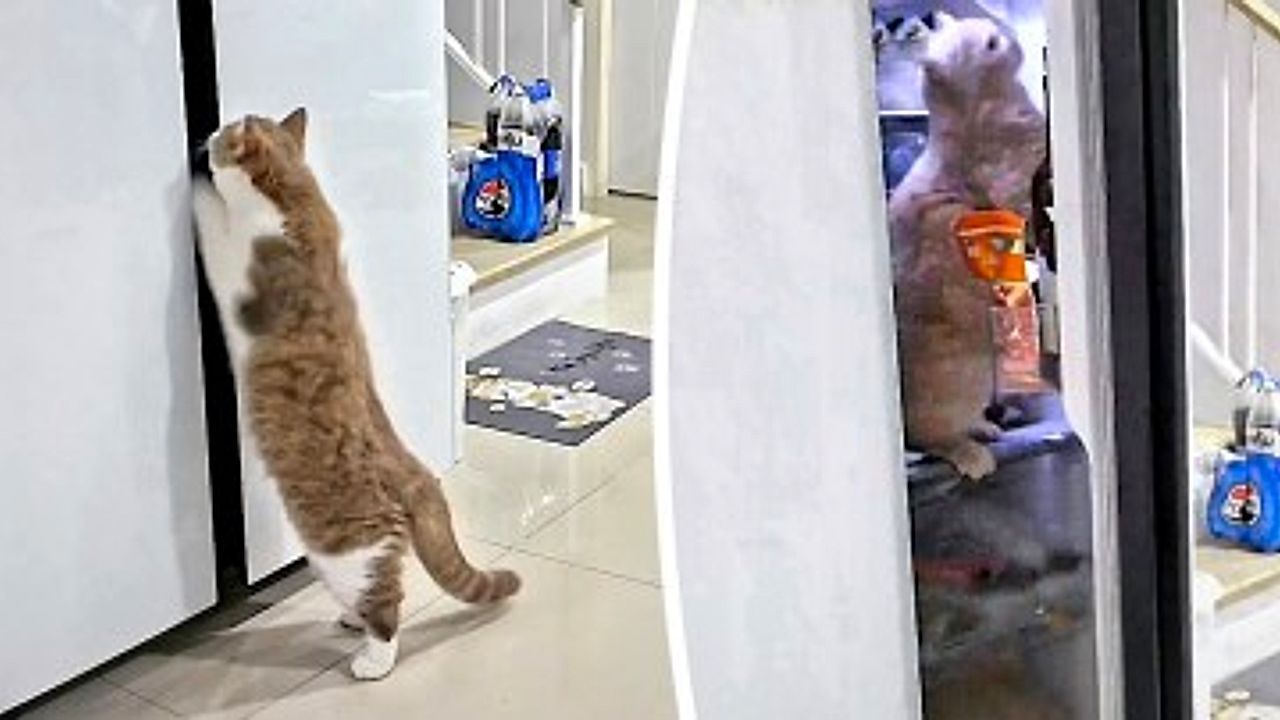 Video: Heldin auf vier Pfoten: Katze befreit Artgenossin aus Kühlschrank