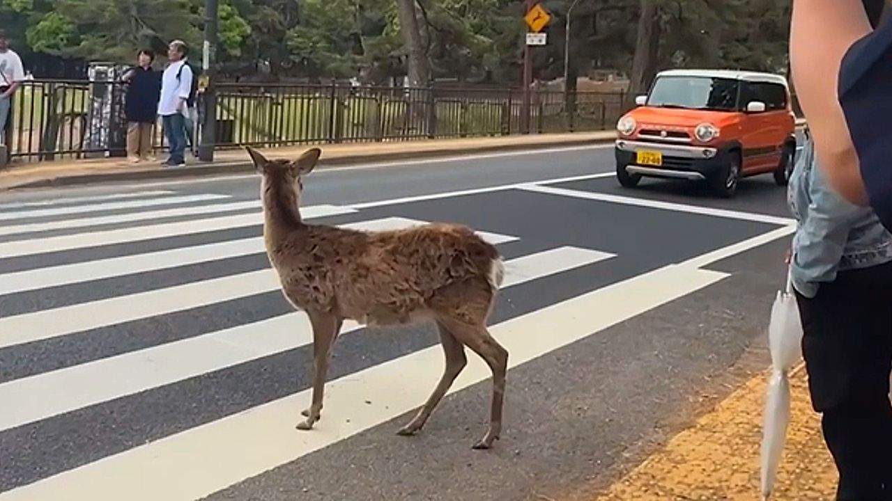 Video: Vorbildlicher Fußgänger: Hirsch wartet brav an der Ampel