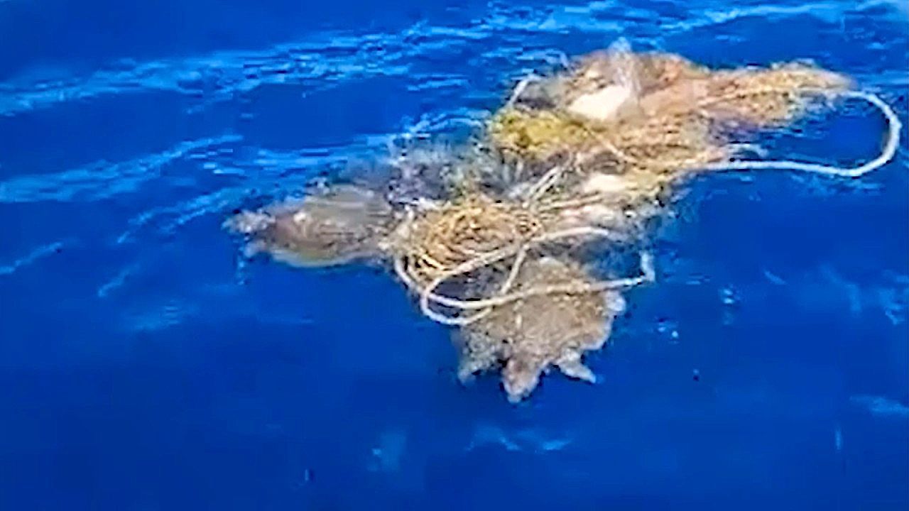 Video: Gefangen im Geisternetz: Bootsbesatzung befreit zwei Meeresschildkröten vor Phuket