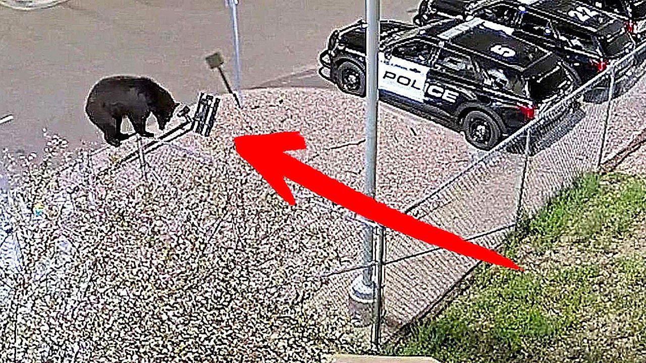 Video: Hungriger Waldbewohner: Schwarzbär erkundet den Polizeiparkplatz in Colorado